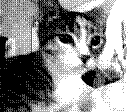 Our cat, Magic.